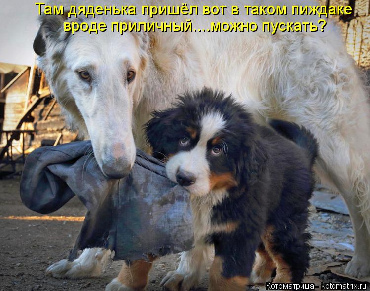 http://kotomatrix.ru/images/lolz/2014/05/22/kotomatritsa_W.jpg