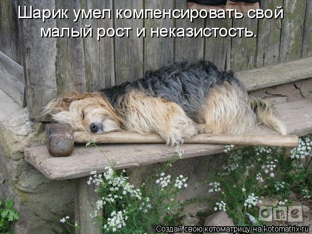 http://kotomatrix.ru/images/lolz/2014/11/13/kotomatritsa_xY.jpg