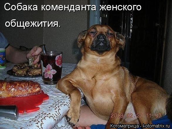 http://kotomatrix.ru/images/lolz/2014/11/23/kotomatritsa_R4B.jpg