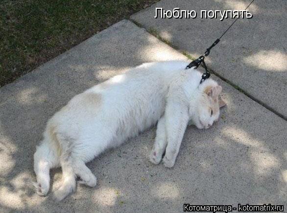 http://kotomatrix.ru/images/lolz/2015/01/05/kotomatritsa_K1.jpg