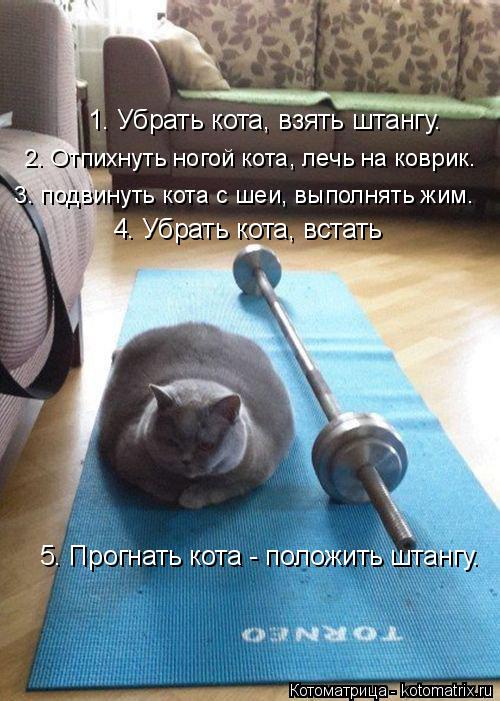 http://kotomatrix.ru/images/lolz/2015/02/05/kotomatritsa_y.jpg
