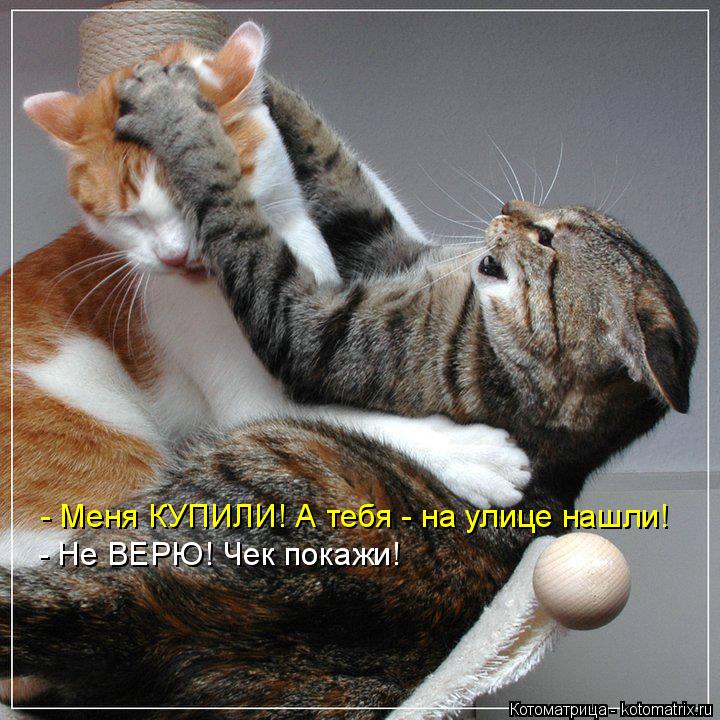 http://kotomatrix.ru/images/lolz/2015/02/10/kotomatritsa_uG.jpg