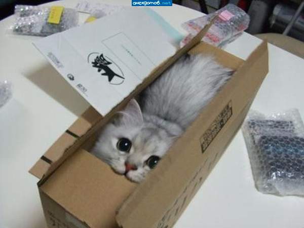 http://anekdotov.net/pic/photo/animals/0875073e.jpg