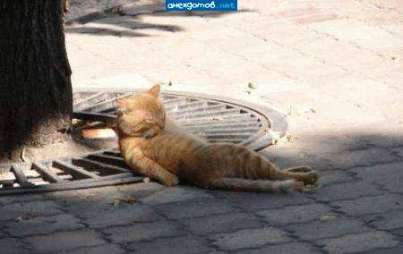 http://anekdotov.net/pic/photo2/0418_101_87q.jpg