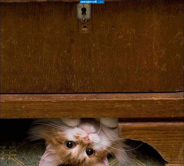 http://anekdotov.net/pic/photo9/07245029p.jpg