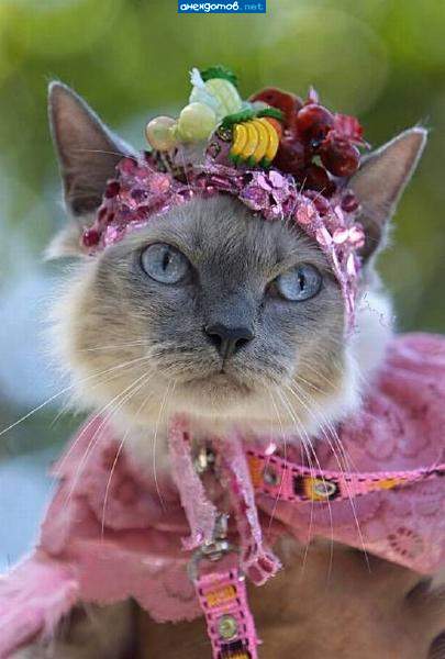 http://anekdotov.net/pic/postcards/cat/021351162c.jpg