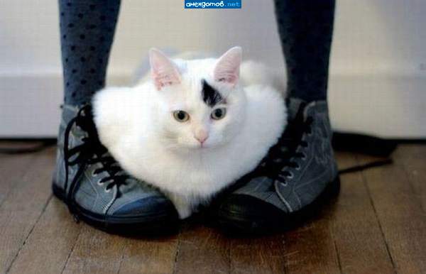 http://anekdotov.net/pic/postcards/cat/02253155p.jpg