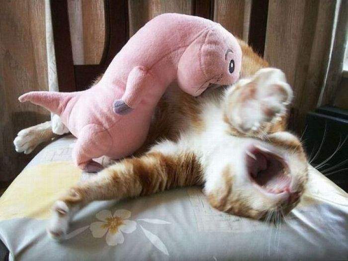http://anekdotov.net/pic/postcards/cat/03114393u.jpg