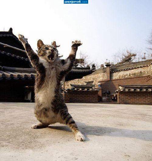 http://anekdotov.net/pic/postcards/cat/033053101q.jpg