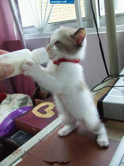 http://anekdotov.net/pic/postcards/cat/0526_718_309p.jpg