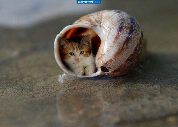 http://anekdotov.net/pic/postcards/cat/062652122i.jpg