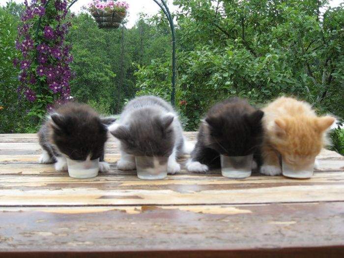 http://anekdotov.net/pic/postcards/cat/07134094r.jpg