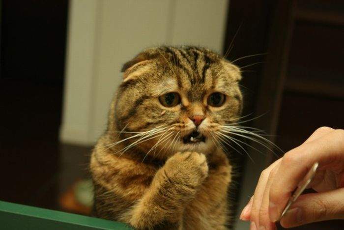 http://anekdotov.net/pic/postcards/cat/07155042s.jpg