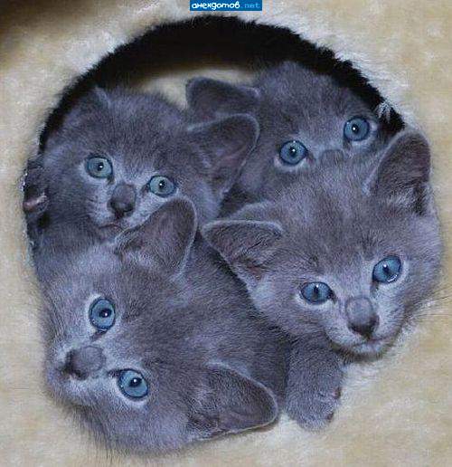 http://anekdotov.net/pic/postcards/cat/12175171v.jpg