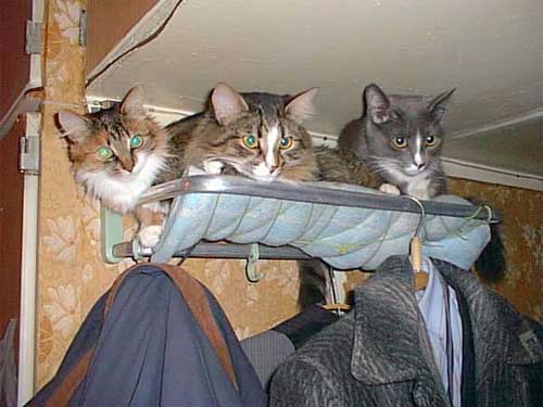 http://anekdotov.net/pic/postcards/cat/psa99_03.jpg