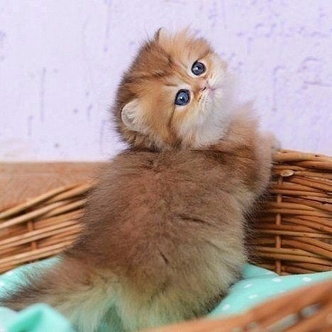 http://s6.uploads.ru/t/3LBVS.jpg