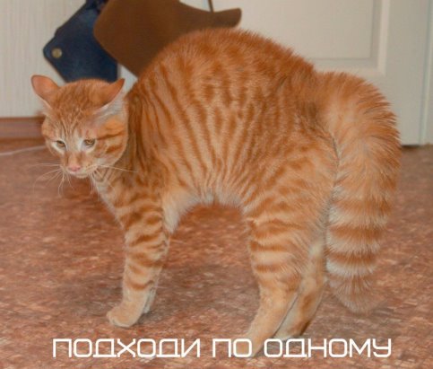 http://s2.uploads.ru/t/4Mft3.jpg