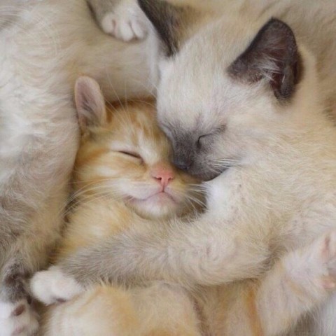 http://s2.uploads.ru/t/81vmL.jpg