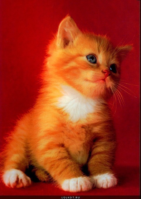http://s6.uploads.ru/t/VR6ZY.jpg