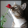 http://uploads.ru/t/Z/b/L/ZbLqQ.gif