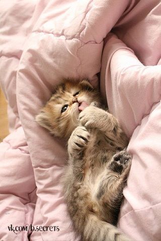 http://s7.uploads.ru/t/ZLU0h.jpg