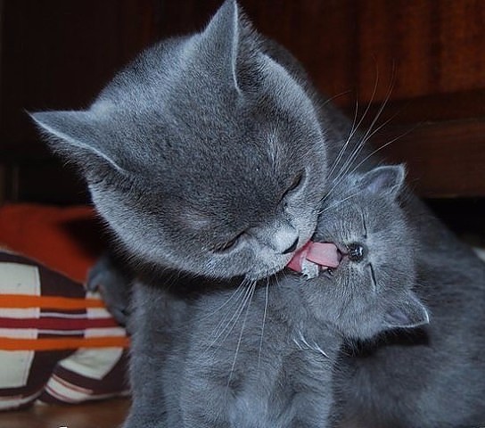 http://s6.uploads.ru/t/qAGr5.jpg