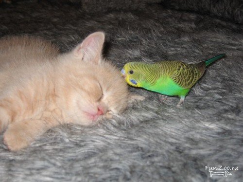 http://funzoo.ru/uploads/posts/2008-09/1220779794_6.jpg