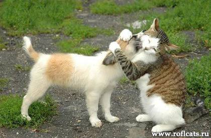 http://www.roflcats.ru/uploads/posts/2010-01/1264212611_www.roflcats.ru-93.jpg