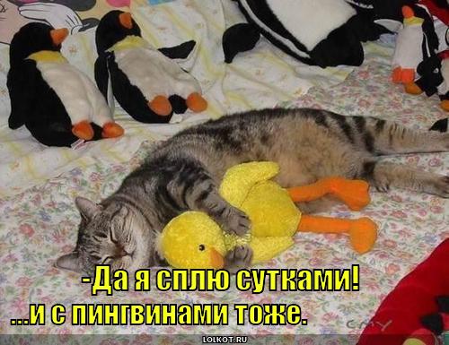 http://lolkot.ru/wp-content/uploads/2010/10/splyu-sutkami_1286777607.jpg