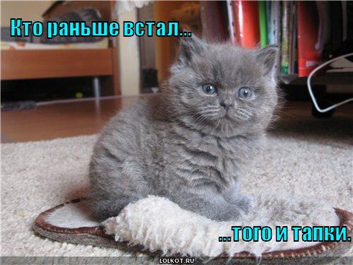 http://lolkot.ru/wp-content/uploads/2010/10/tapki_1286084510.jpg